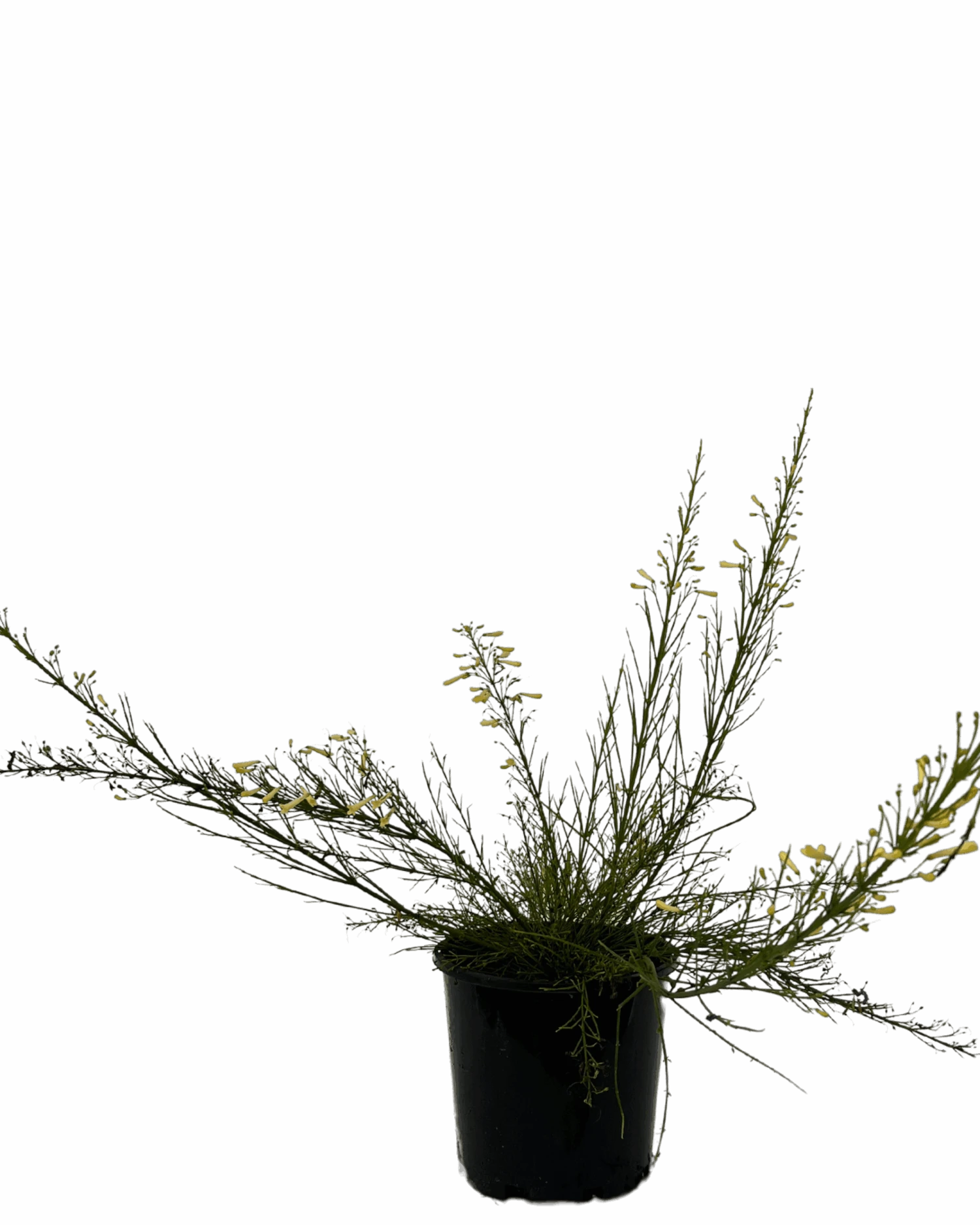 Firecracker Plant - Lemon Falls 1 Firecracker Plant - Lemon Falls