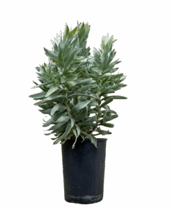 Leucadendron Argenteum