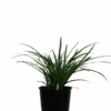 Liriope Evergreen Giant