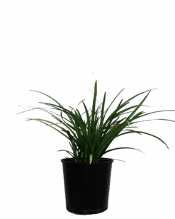 Liriope Evergreen Giant