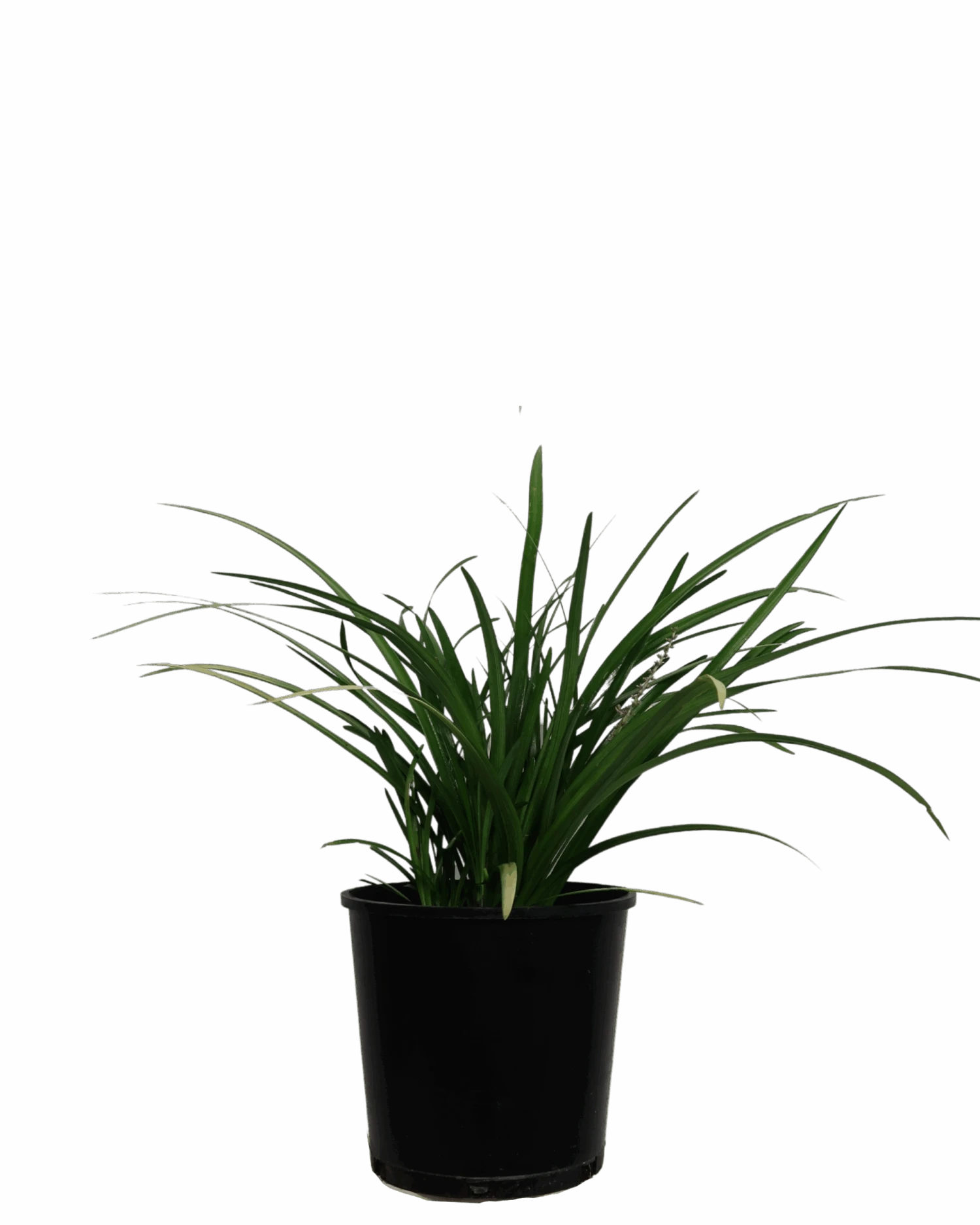 Liriope Evergreen Giant 1 Liriope Evergreen Giant