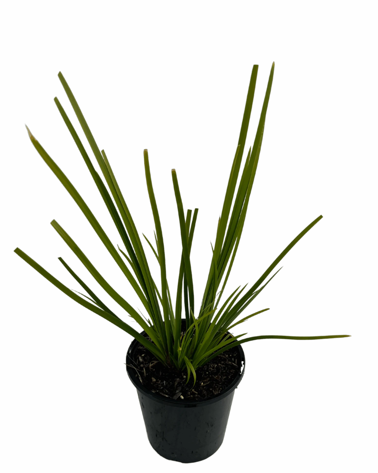 Lomandra Katie Bells 2 Lomandra Katie Bells - Image 2