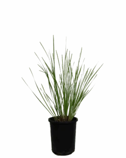 Lomandra Evergreen Baby