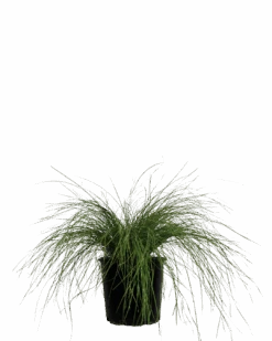 Lomandra Misty Green