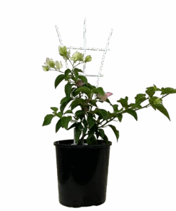 Bougainvillea Bambino Majik