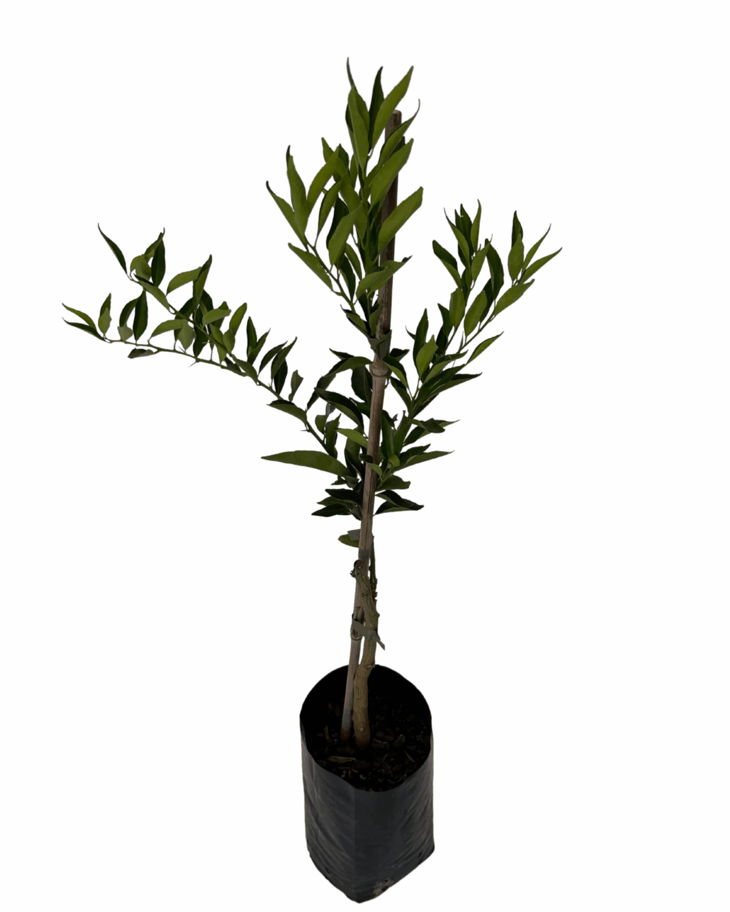 Mandarin Imperial 2 Mandarin Imperial - Image 2