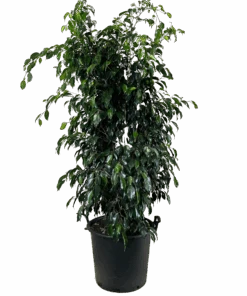 Ficus Midnight Beauty