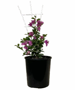 Bougainvillea Babybino Mimipur