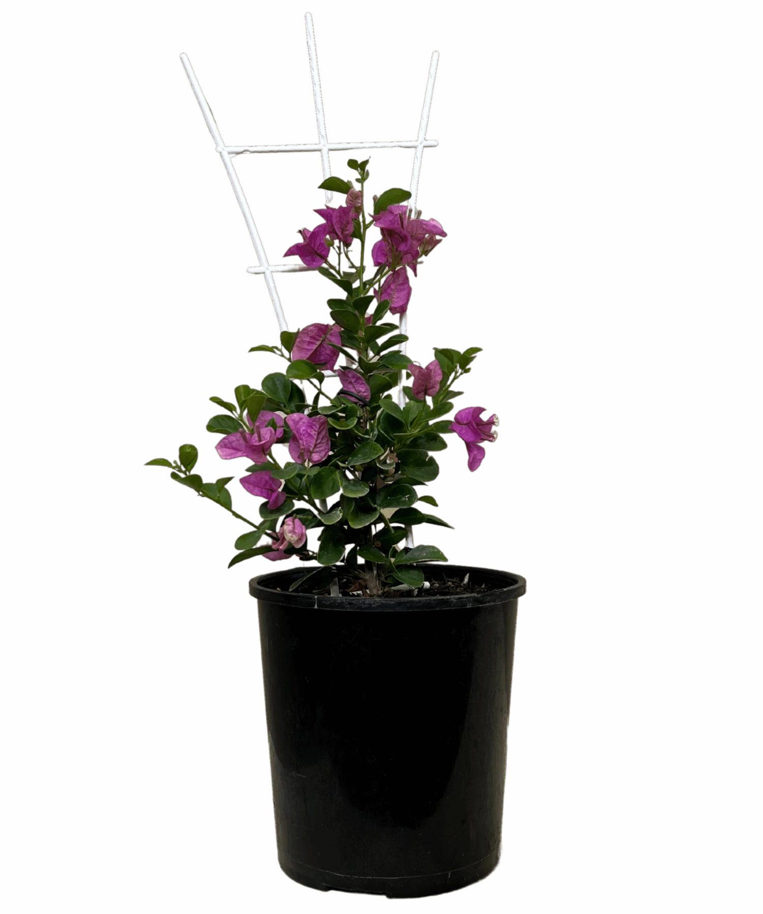 Bougainvillea Babybino Mimipur 1 Bougainvillea Babybino Mimipur