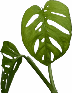 Monstera Adansonii -Waldecks Store MONSTERAADANOSI