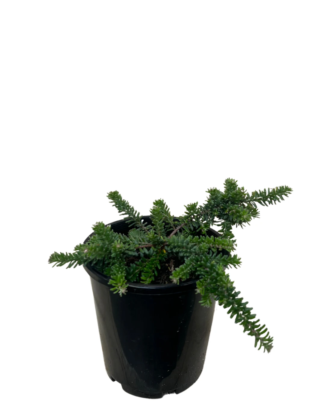 Grevillea Mt Tamboritha 2 Grevillea Mt Tamboritha - Image 2