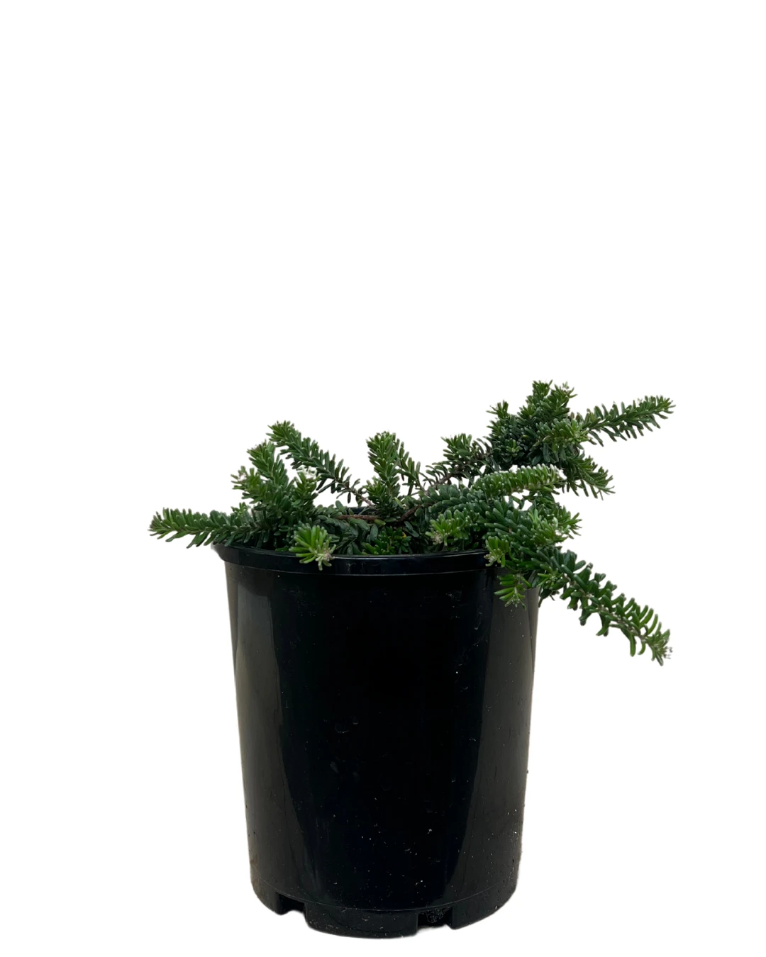 Grevillea Mt Tamboritha 1 Grevillea Mt Tamboritha