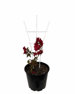 Bougainvillea Magenta Glory