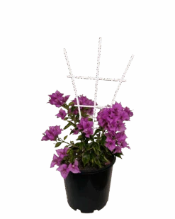 Bougainvillea Magnifica Trailii