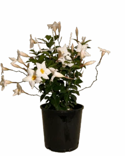Mandevilla Aloha White