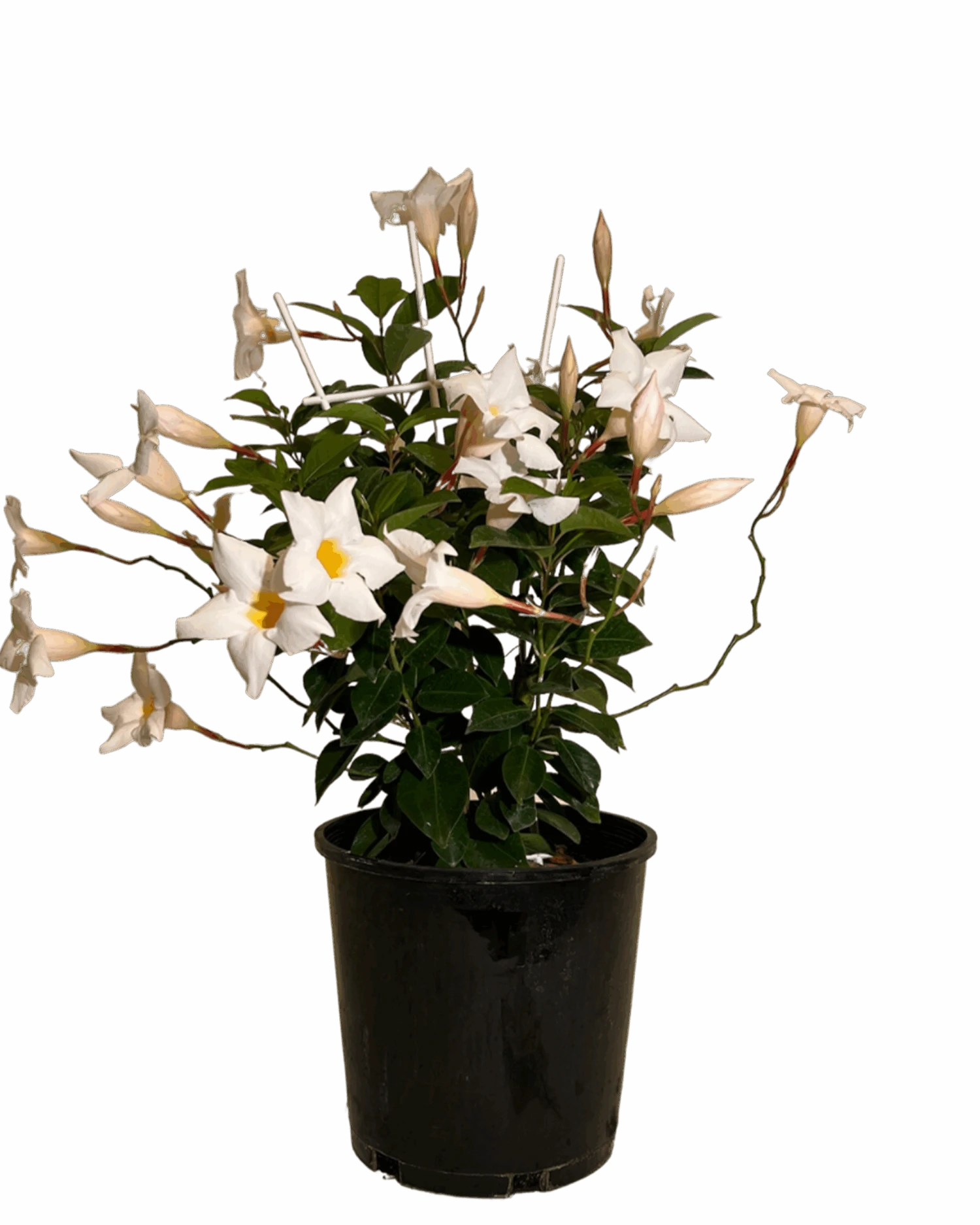 Mandevilla Aloha White 1 Mandevilla Aloha White