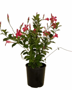 Waldecks Sales Store 11 Mandevilla Aloha Pink Perfection