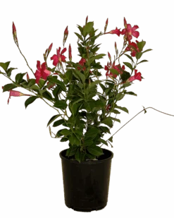 Waldecks Sales Store -Waldecks Store Mandevillapinkperfection