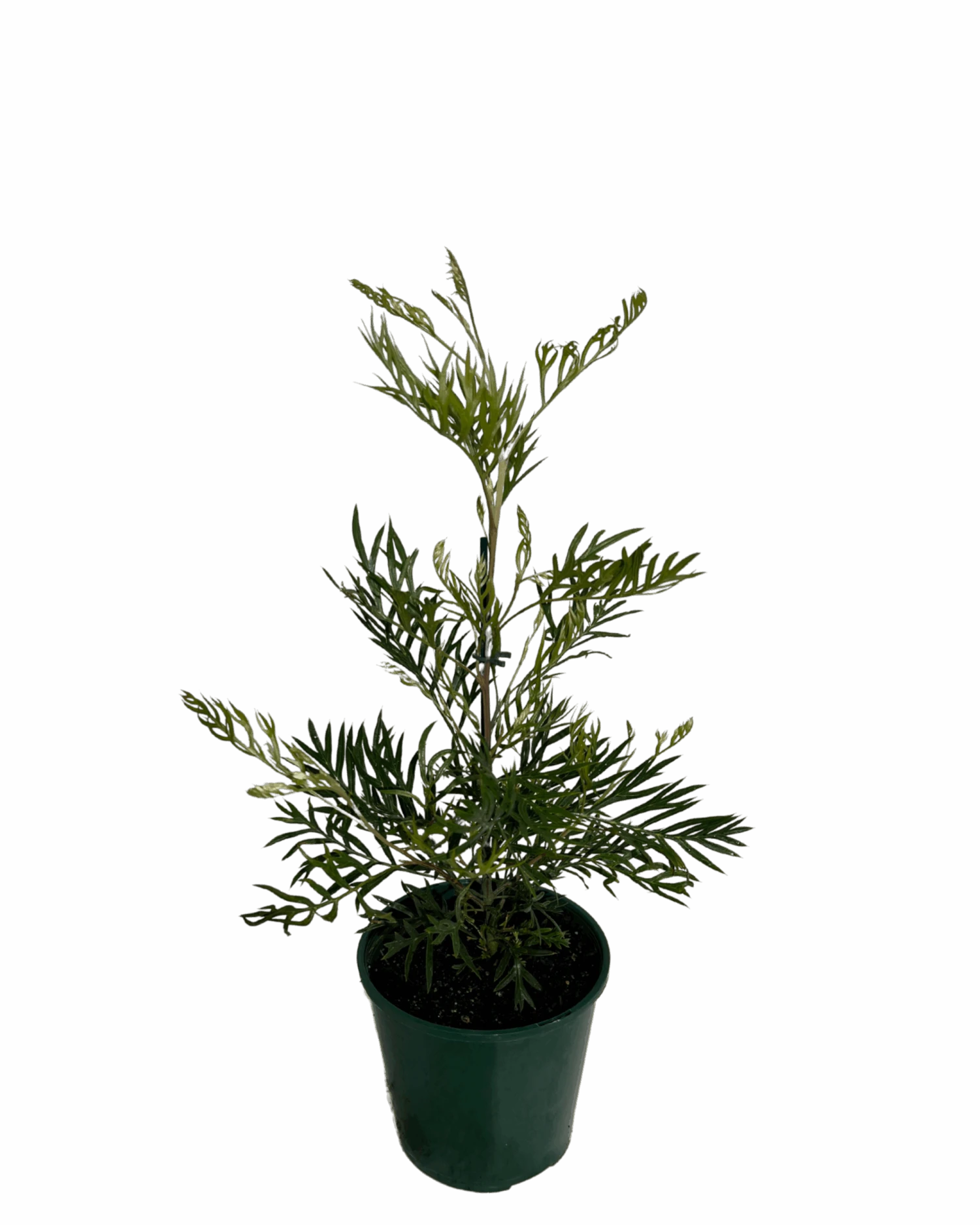 Grevillea Masons Hybrid 2 Grevillea Masons Hybrid - Image 2