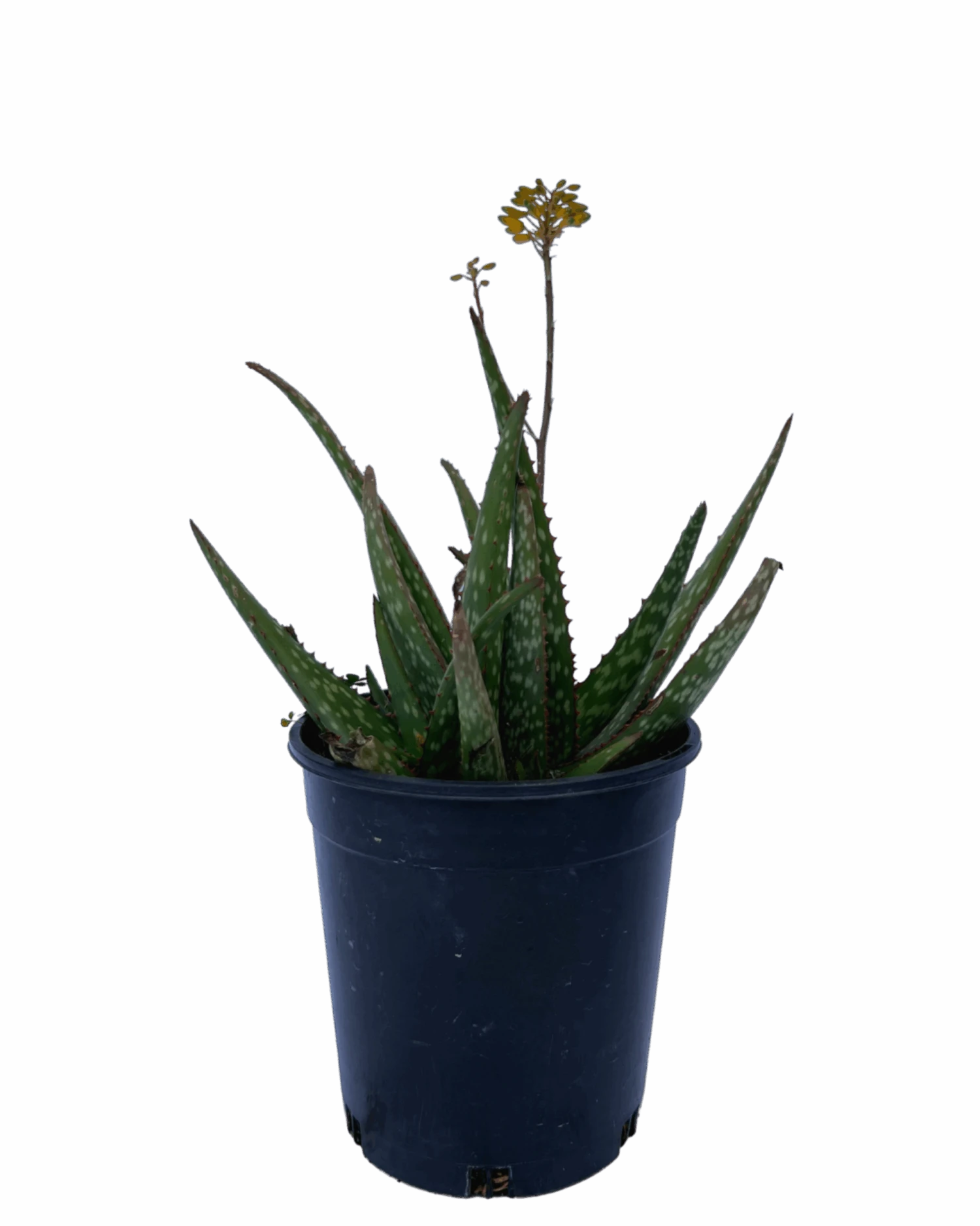 Aloe - Mighty Gold 1 Aloe - Mighty Gold