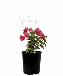 Bougainvillea Bambino Miski