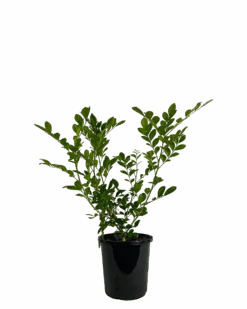 Orange Jessamine - Murraya Paniculata