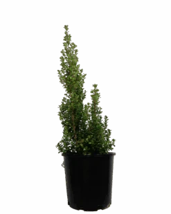 African Boxwood - Myrsine Africana