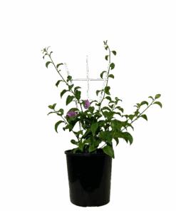 Bougainvillea Bambino Nonya