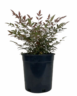 Sacred Bamboo - Nandina Domestica Obsession