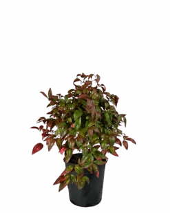 Sacred Bamboo - Nandina Blush