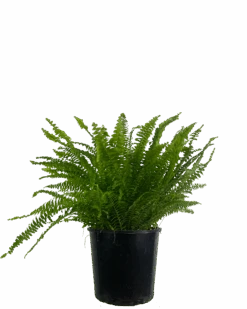 Boston Fern - Nephrolepis Exaltata Montana