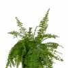 Boston Fern - Nephrolepis Exaltata Blue Bell