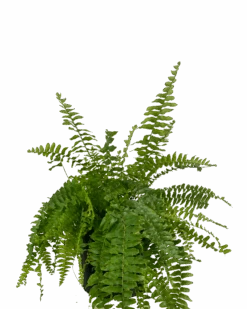 Boston Fern - Nephrolepis Exaltata Blue Bell