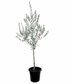 Olive - Olea Nevadillo Blanco