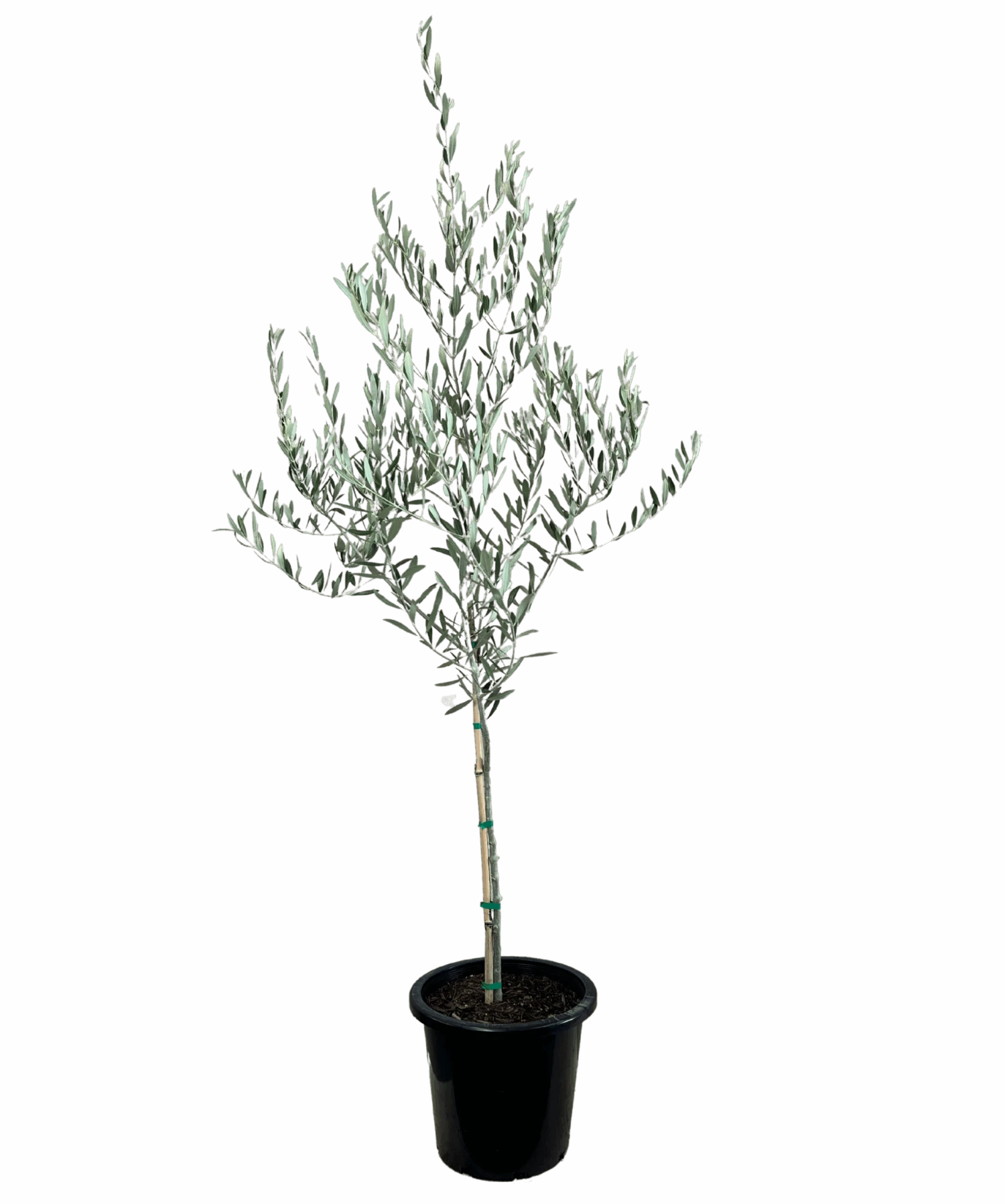 Olive - Olea Nevadillo Blanco 1 Olive - Olea Nevadillo Blanco