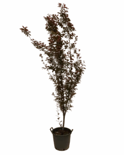 Flowering Plum - Prunus Cerasifera Nigra