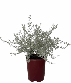 Olearia Little Smokie