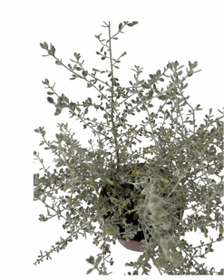 Olearia Little Smokie -Waldecks Store OLEARIALITTLESMOKIE 3