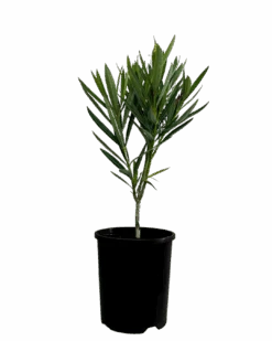 Nerium Cherry Surprise