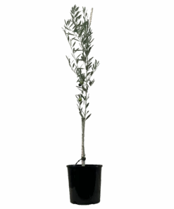 Olive - Olea Manzanillo