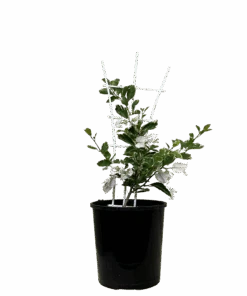 Bougainvillea Bambino Panda