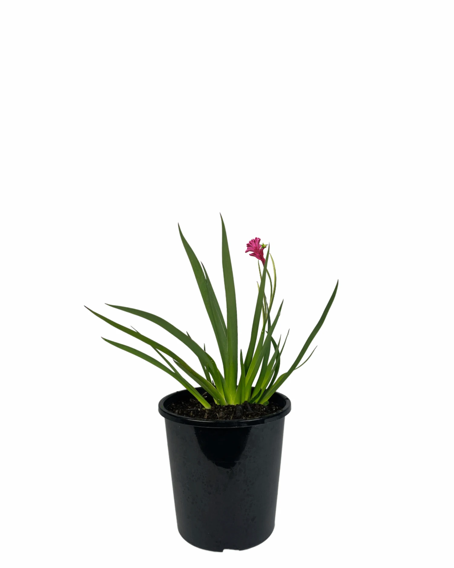 Kangaroo Paw - Anigozanthos Bush Pearl 1 Kangaroo Paw - Anigozanthos Bush Pearl