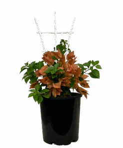 Bougainvillea Bambino Pedro