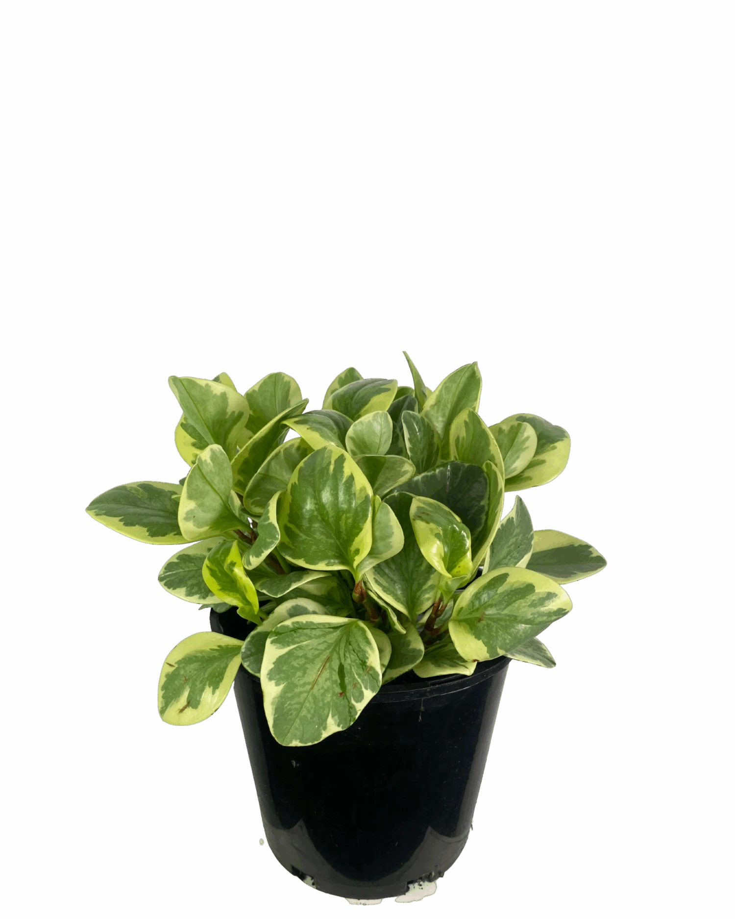 Peperomia Albo Marginata 2 Peperomia Albo Marginata - Image 2