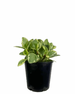 Peperomia Albo Marginata