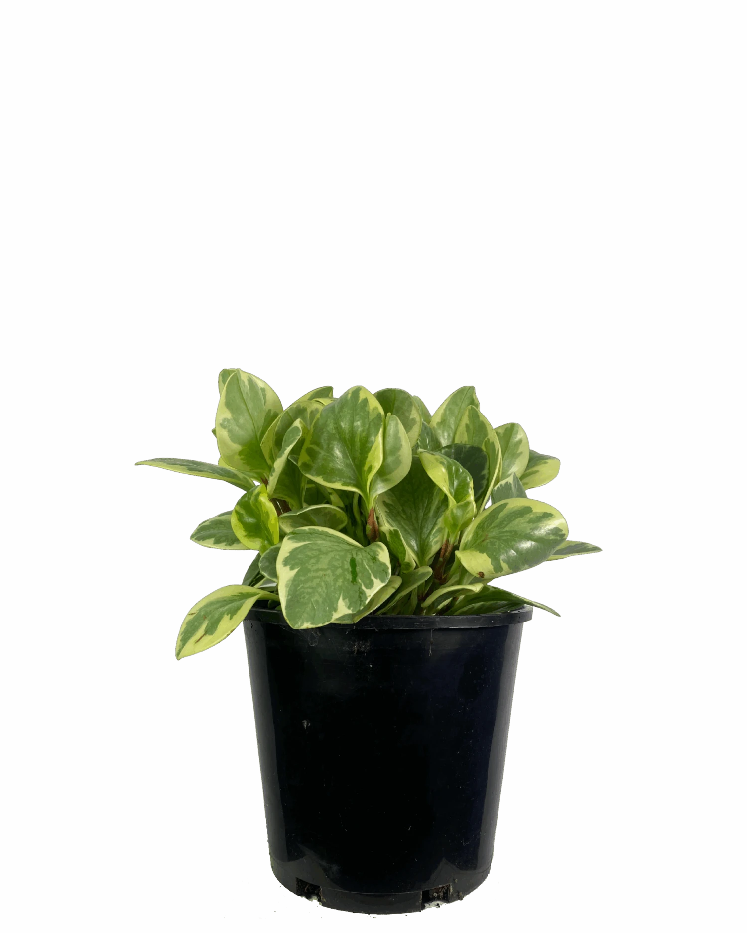Peperomia Albo Marginata 1 Peperomia Albo Marginata