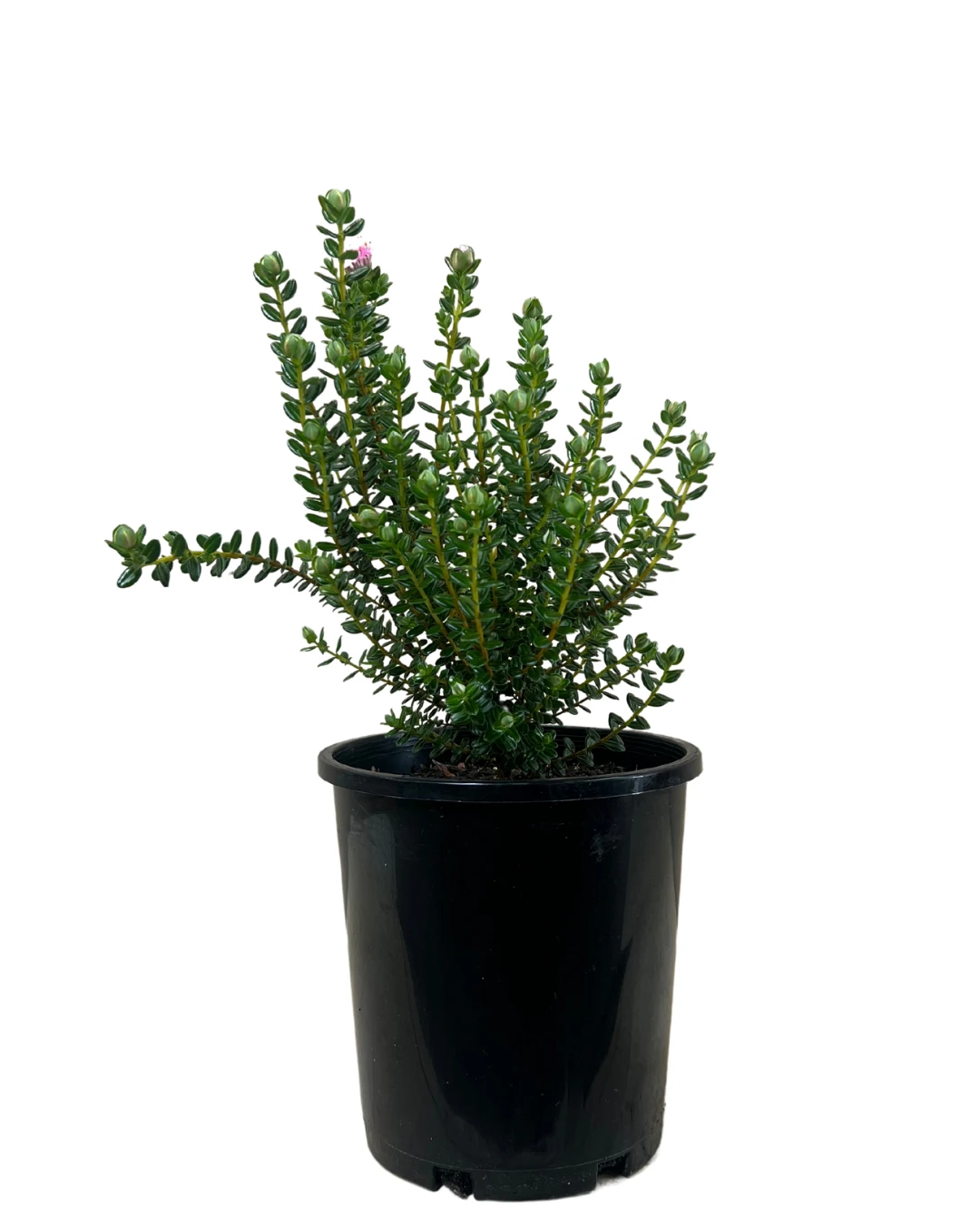 Pimelia Ferruginea 1 Pimelia Ferruginea