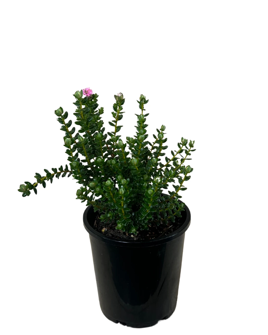 Pimelia Ferruginea 2 Pimelia Ferruginea - Image 2