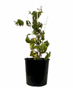 Virginia Creeper - Parthenocissus Quinquefolia