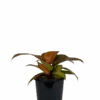 Philodendron Orange Juice